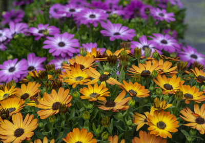 High angle view of purple flowering plants