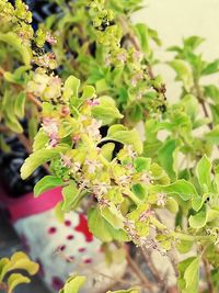 Close-up of fresh flowers on tree