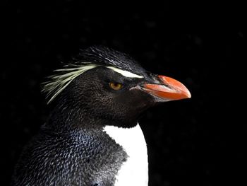 Close-up of bird against black background