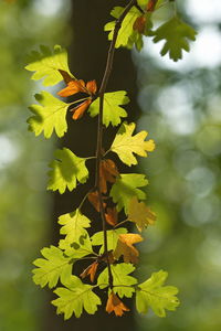 Close-up of yellow leaves on plant