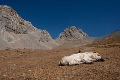 View of a sheep on mountain against blue sky