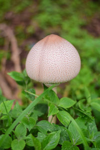 Close-up of mushroom growing on field