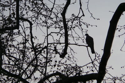 Low angle view of bare tree against sky