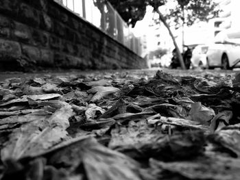 Surface level of leaves in old town