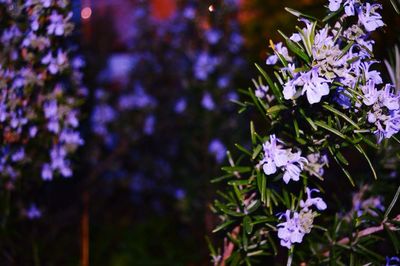 Close-up of purple flowers