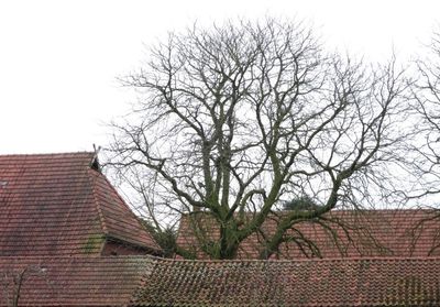 Bare tree against sky