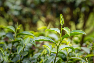 Close-up of fresh green leaves