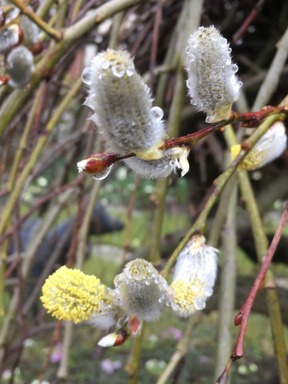 CLOSE-UP OF FROZEN PLANT