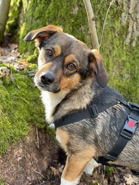 Close-up portrait of a dog