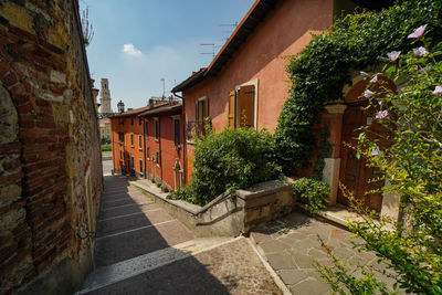 Potted plants on alley amidst buildings