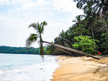 Palm trees on beach against sky