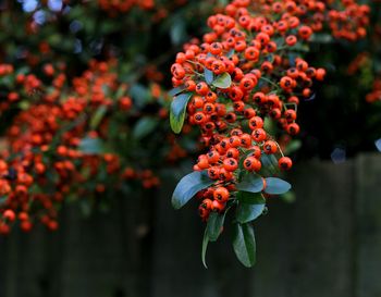 Close-up of red berries on plant