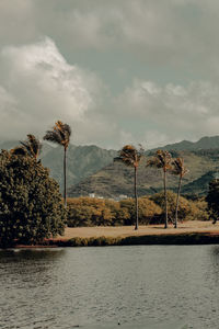Palm trees in honolulu 
