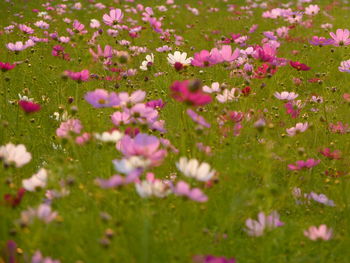 Pink flowers blooming on field