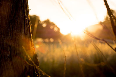 Close-up of plants against sunset