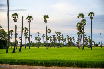 Palm trees on field against sky viewpoint dong tan sam khok , pathum thani, thailand