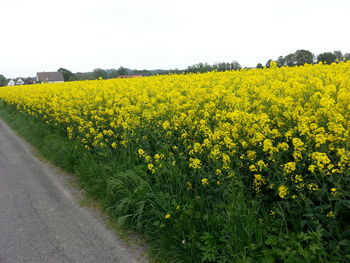 Scenic view of oilseed rape field against sky