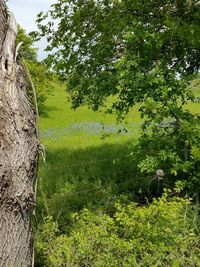 Trees growing on field