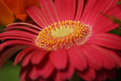 Close-up of red daisy