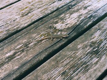 Close-up of insect on wood