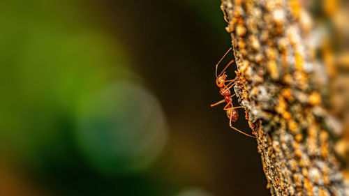 Close-up of insect