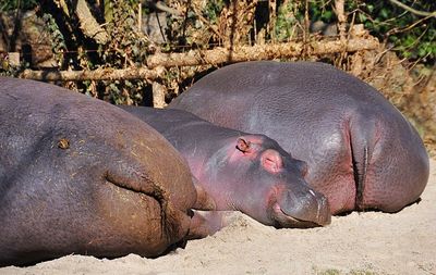 Close-up of hippopotamus sleeping
