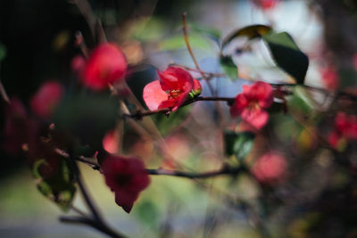 Close-up of flowers growing outdoors