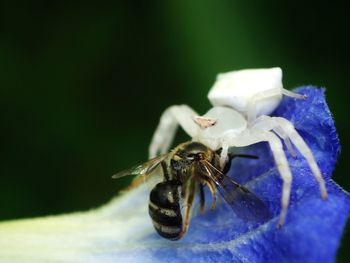 Close-up of insect on flower