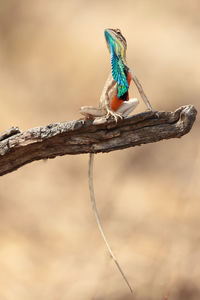 Close-up of bird perching on branch