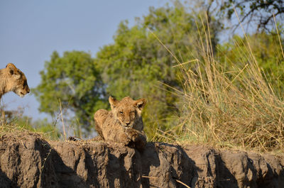 Close up of lion cubs