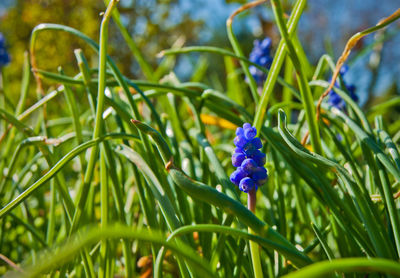 Close-up of purple flower blooming outdoors