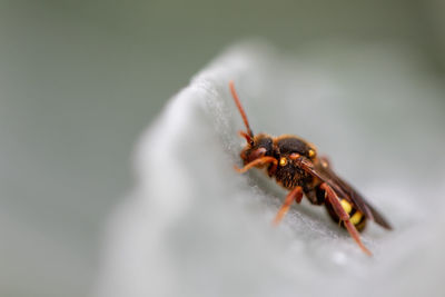 Close-up of spider