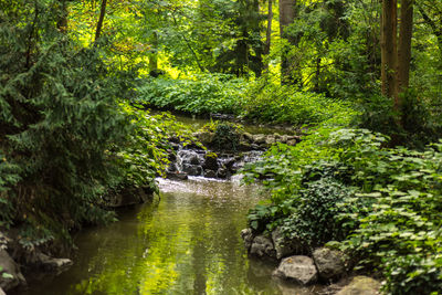 Stream amidst trees in forest