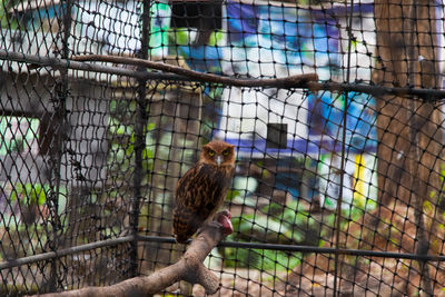Monkey in cage at zoo