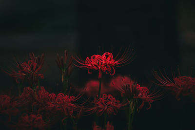 Close-up of red flowering plant at night