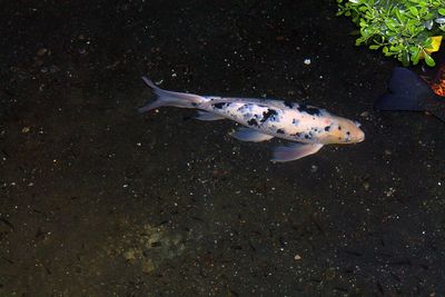 High angle view of fish underwater