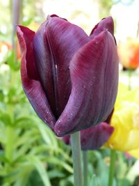 Close-up of purple day lily blooming outdoors