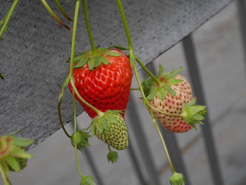 Close-up of strawberries