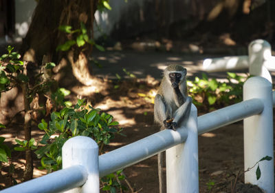 A vervet monkey 