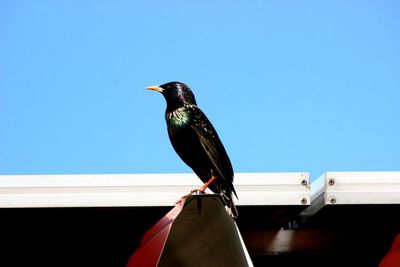 Low angle view of starling perching on metal against clear blue sky