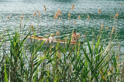 Duck swimming in lake