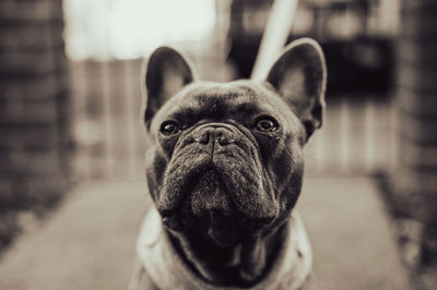 Portrait of dog at park