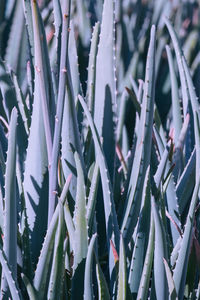 Full frame shot of succulent plants