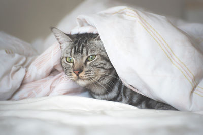 Cat relaxing on bed