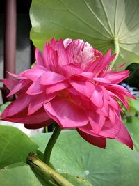 Close-up of pink lotus water lily