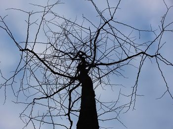 Low angle view of silhouette bare tree against clear sky