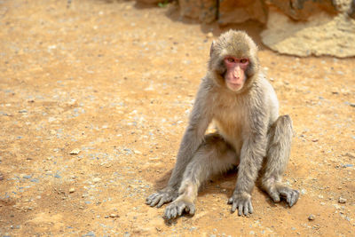 Portrait of monkey sitting outdoors