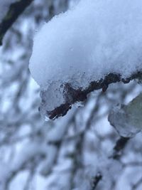 Close-up of snow covered tree