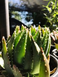 Close-up of prickly pear cactus