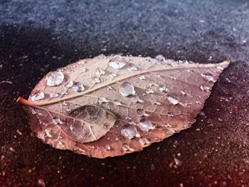 Close-up of raindrops on dry leaves